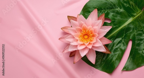 Soft Pink Waterlily Flower ...