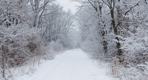 Frosty winter forest path c...