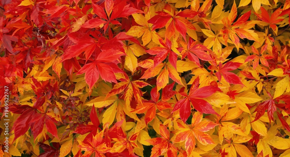 Fototapeta premium Seasonal leaves in red and yellow colors with clear space for text