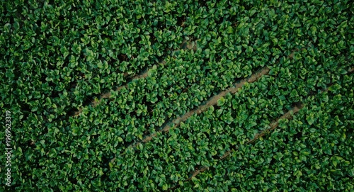 Top view of a lush green so...