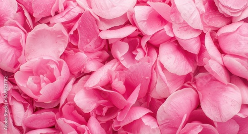 Natural pink peony petals t...