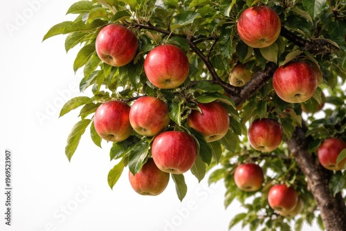 An apple tree with ripe fru...