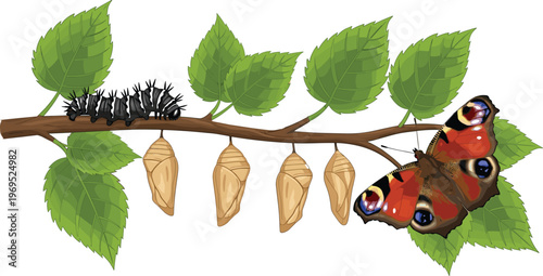 Caterpillar and Butterfly Life Cycle Illustration with Pupa Stages for Educational, Nature, and Biology Designs