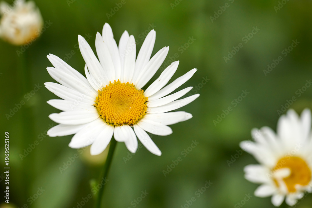 Obraz premium Garden, flowers and daisy in nature with aesthetic, natural beauty or sustainability outdoor. Floral, white petals and leaves with oxeye plant for ecology, decoration or bloom in spring with growth