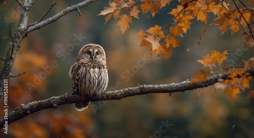 Tranquil tawny owl resting ...