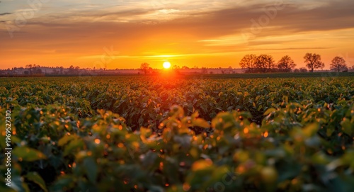 Sunlit tomatoes in a flourishing green agriculture field with an orange cloudy sunset sky and copyspace for text
