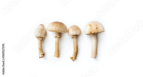 Three mushrooms lined up on...
