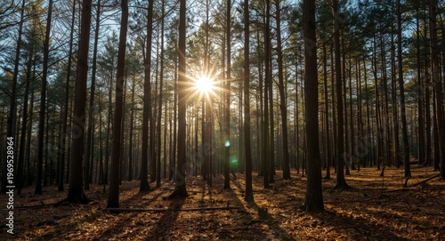 Sunlit forest landscape por...
