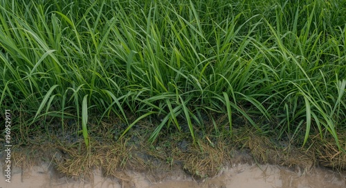 Dense tall grass flourishin...