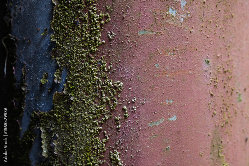 Moss Covered Wall Texture with Rustic Red Surface and Natural Grunge Detail