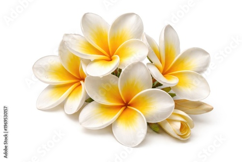 Yellow and white frangipani...