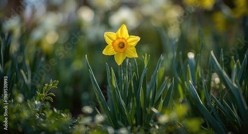Jetfire daffodil with vibra...