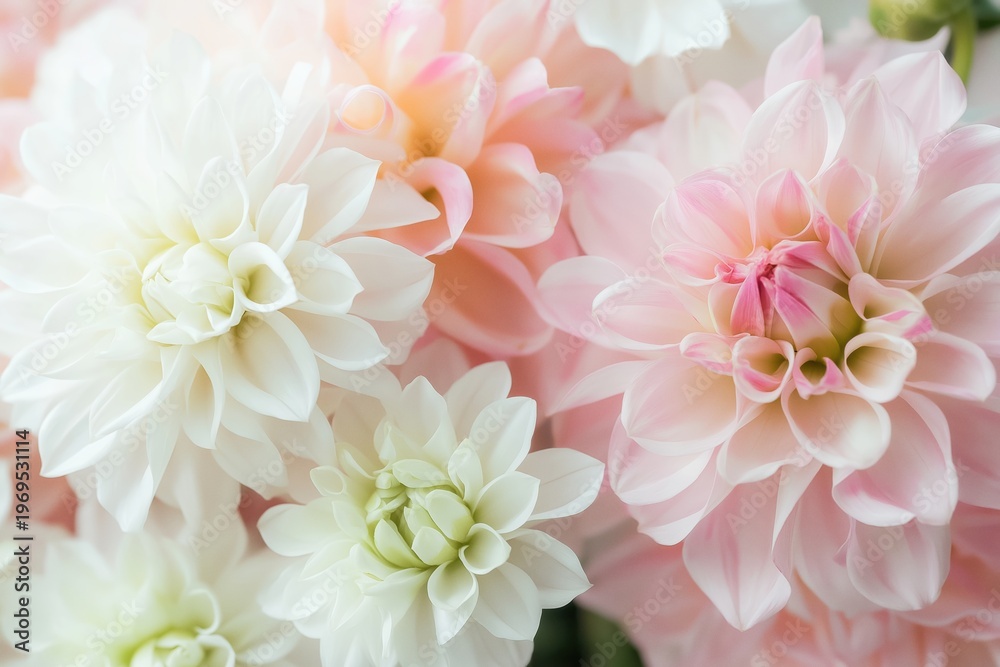Fototapeta premium Dahlia flowers showcasing delicate pink and white petals creating a soft floral background pattern with a gentle blur