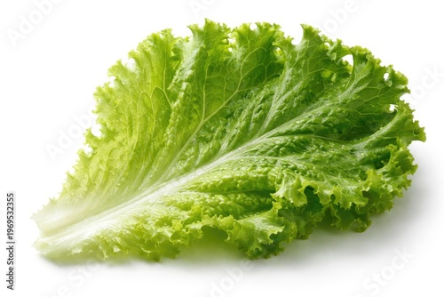 close up of a fresh lettuce...