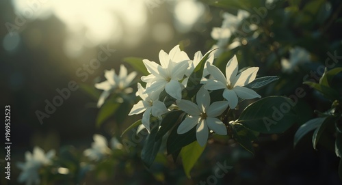 Jasminum Sambac Flowers Rad...