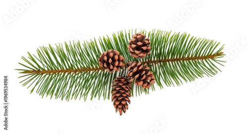 Isolated pine branch with c...