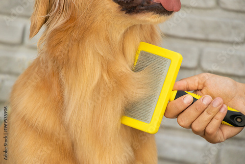 Konstfotografi Close up of a person grooming a golden retriever dog using a professional yellow brush