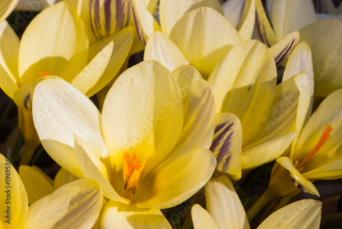 Foto golden‑yellow crocuses in full bloom