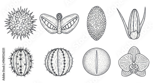 Detailed illustrations of various seed types.