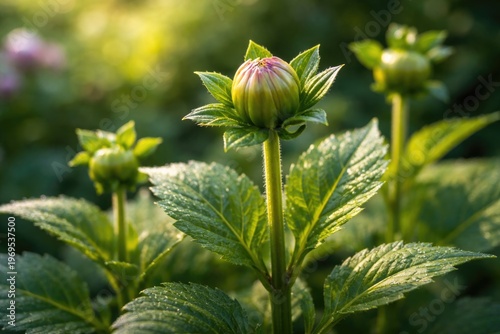 Close up view of a dahlia p...