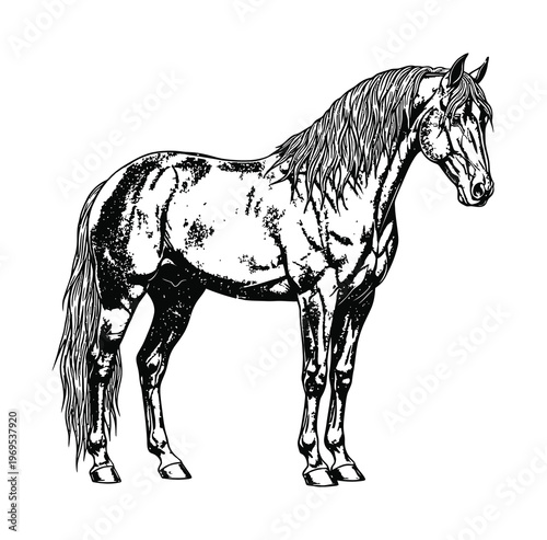 Vector of a horse standing calmly with a unique coat pattern of white and black