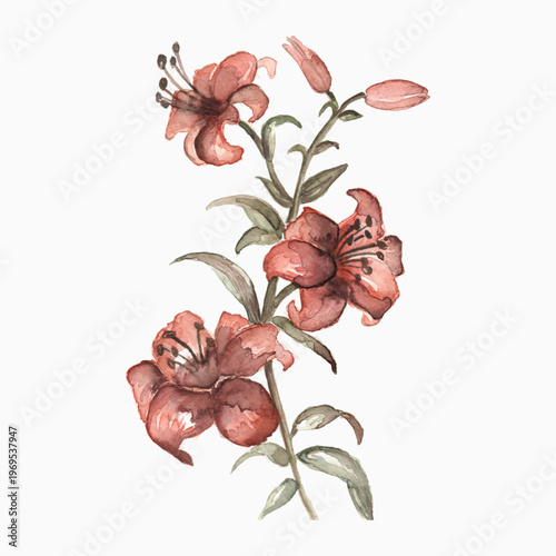 beautiful artistic hand painted watercolor terracotta  flower with lung slim petals isolated on white background