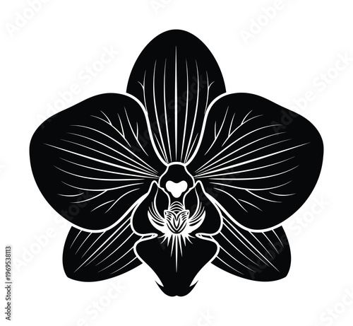 Vector of an orchid flower showcasing its intricate petal design
