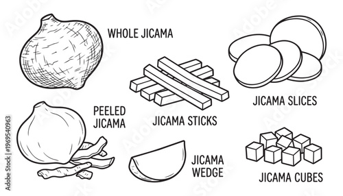 Jicama root vegetable preparation styles showing whole peeled slices sticks and cubes vector sketch