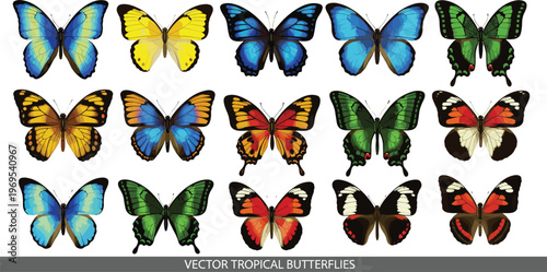 Colorful tropical butterflies collection with different species detailed wings wildlife nature vector illustration set isolated design