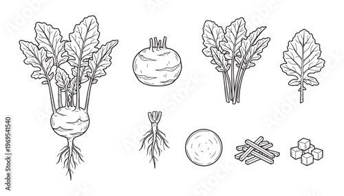 Kohlrabi plant vector illustration set, various forms of kohlrabi vegetables with leaves
