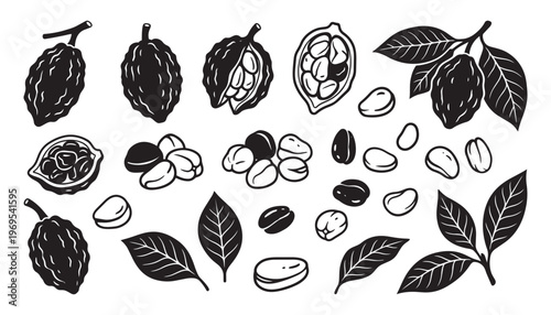 Cocoa beans and pods vector illustration, chocolate ingredient sketch with leaves and seeds