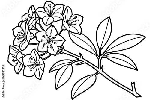 coloring page line art the mountain laurel flower