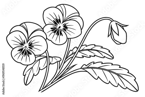 coloring page line art the pansy flower black vector