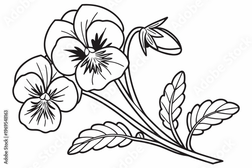 coloring page line art the pansy flower black vector