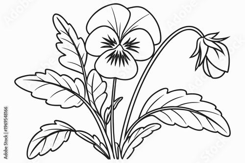 coloring page line art the pansy flower black vector