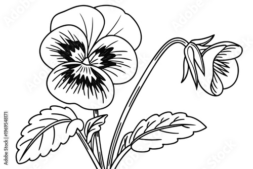 coloring page line art the pansy flower black vector