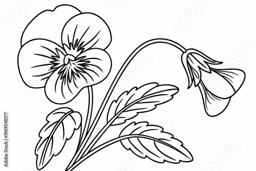 coloring page line art the pansy flower black vector