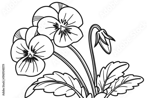 coloring page line art the pansy flower black vector