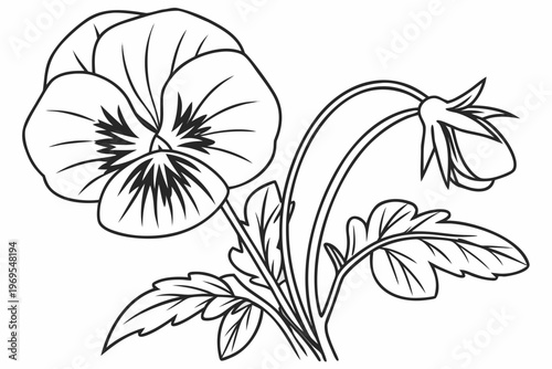 coloring page line art the pansy flower black vector