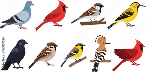 Colorful bird species collection including pigeon cardinal sparrow crow hoopoe perched wildlife vector illustration set isolated