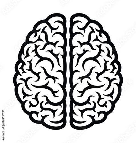 Vector of a symmetrical human brain with folds and crevices shown in