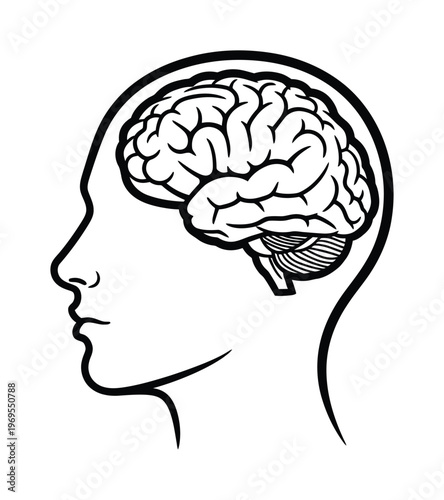 Vector of a human head with a brain visible inside the silhouette