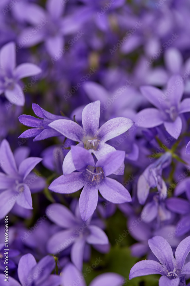 Fototapeta premium Nature, botany and floral plants in empty garden for bloom in countryside environment for bush. Eco friendly, spring and bunch of bellflowers with petals for outdoor landscape in field for growth.