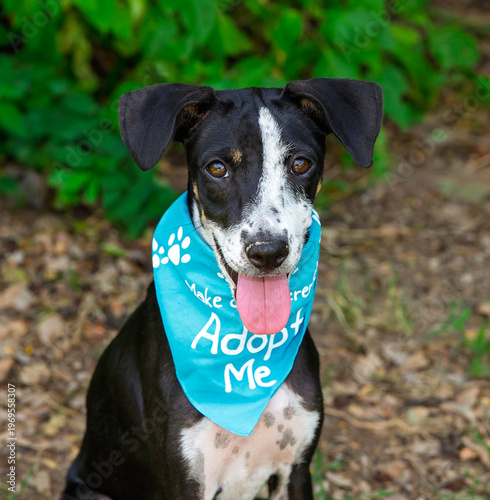 Dog Adopt Pet Rescue Kennel Animal Adoption Shelter Vertical