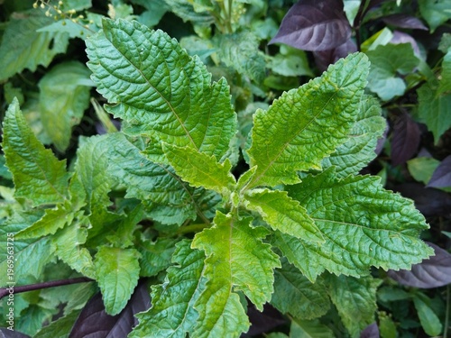 Cuadro en lienzo green leaves in the garden