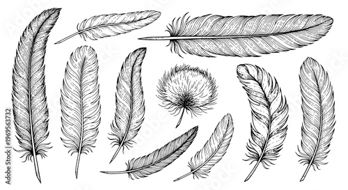 Feathers detailed ink sketch collection with delicate lines and intricate textures on a white background, a set of diverse plumes