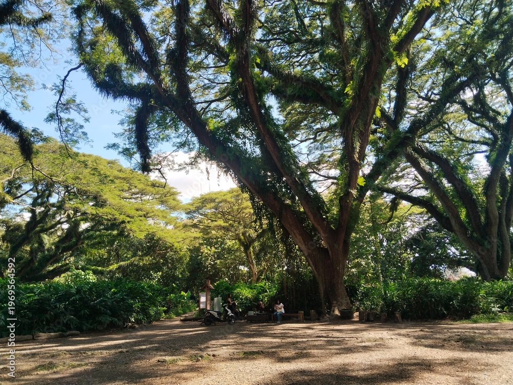 Obraz premium trees in the park