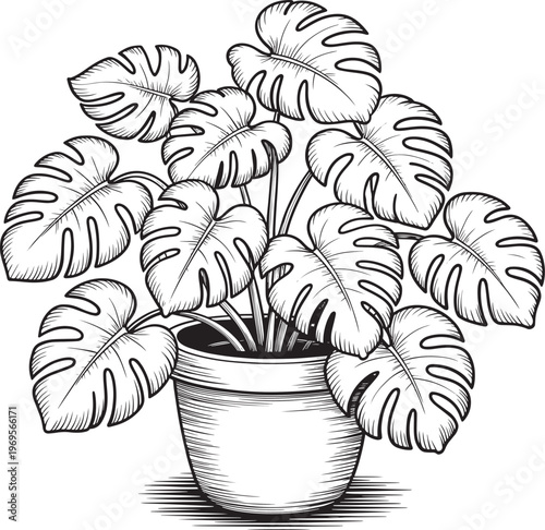 Monstera deliciosa plant in a pot, black and white illustration, tropical leaf