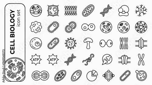 Cell Biology Bold Line Icons-Animal Cell Plant Cell Mitochondria Nucleus DNA Golgi Ribosome Vacuole Mitosis-30 Cell Biology Icon Set Vector - Biology Icons