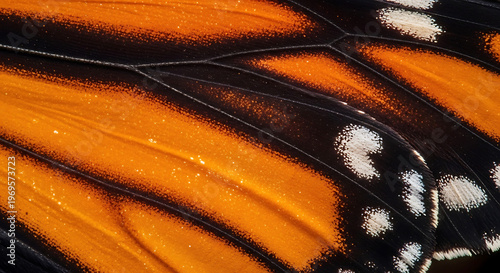Closeup of monarch butterfly wing with orange and black patterns